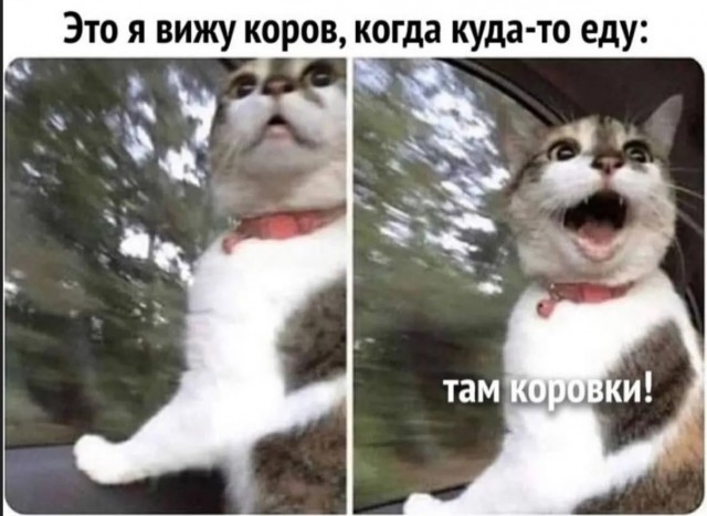 Веселые картинки в понедельник (13.07)