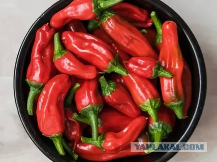 Коварный капсаицин