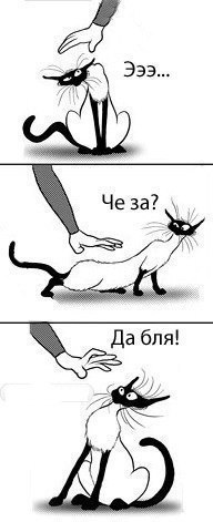Кровожадное нападение усатого хищника на человека!