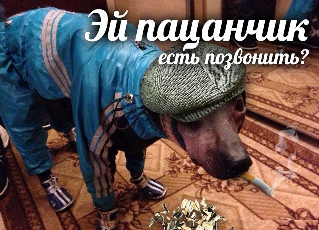 Тёща из старой куртки сделала комбинезон для пса
