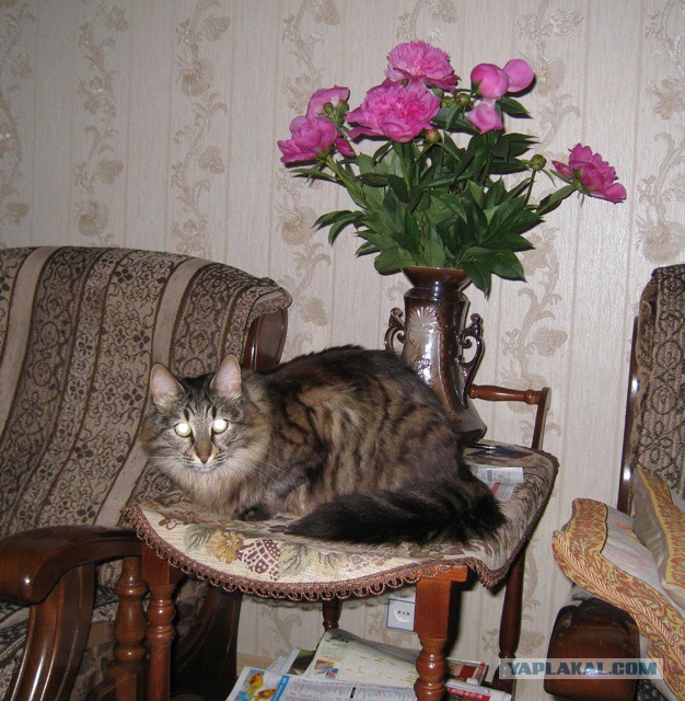 Котовторник 22.04.2014