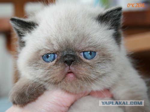 Котовторник 10.06.2014