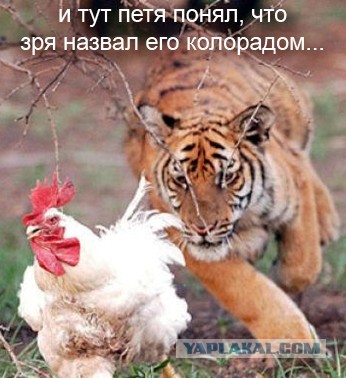 ЯП Конкурс на самого свидомого майдауна!