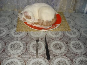 Котэ, которых застали врасплох
