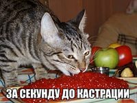 10 фотографий, сделанных "за секунду до..."