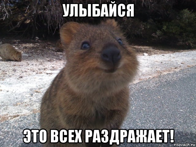 Даёшь Квоккавоскресенье!