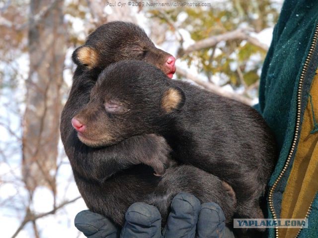 Животные-карапузики