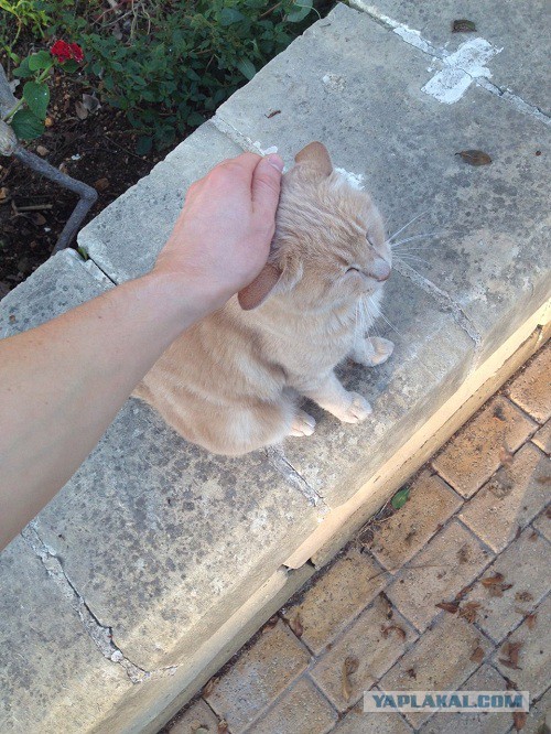 Я погладил кота