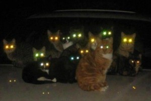 Будни кота