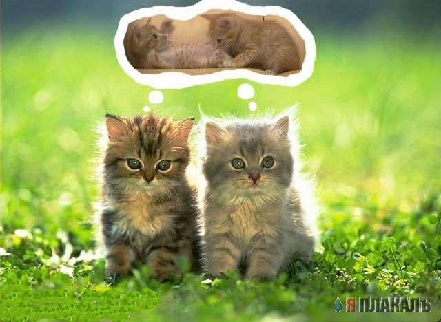 Коты, кошки, котята