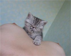 Прикольное зверье