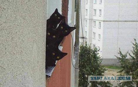Котовторник