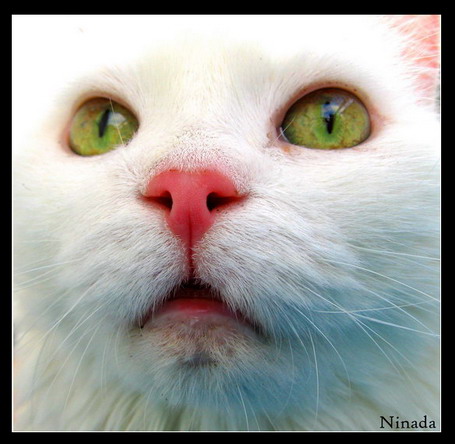 Коты, кошки, котята