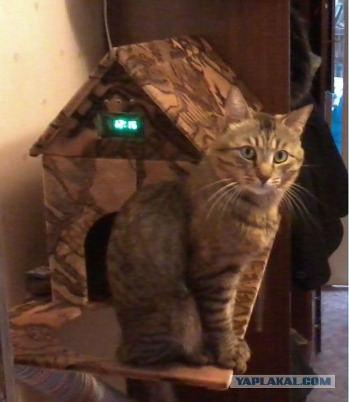 Котовторник  01.03.2016