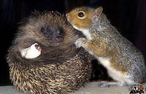 Любовь - морковь