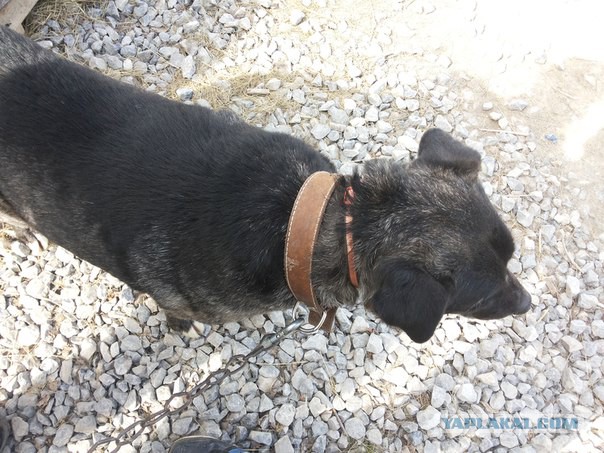 Второе спасение Жопика