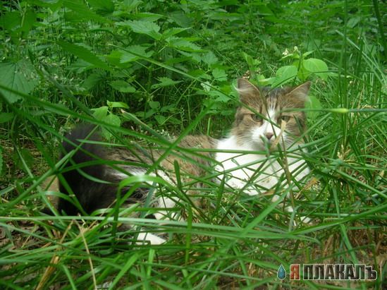 Вторник: Кошаки правят ЯПом!