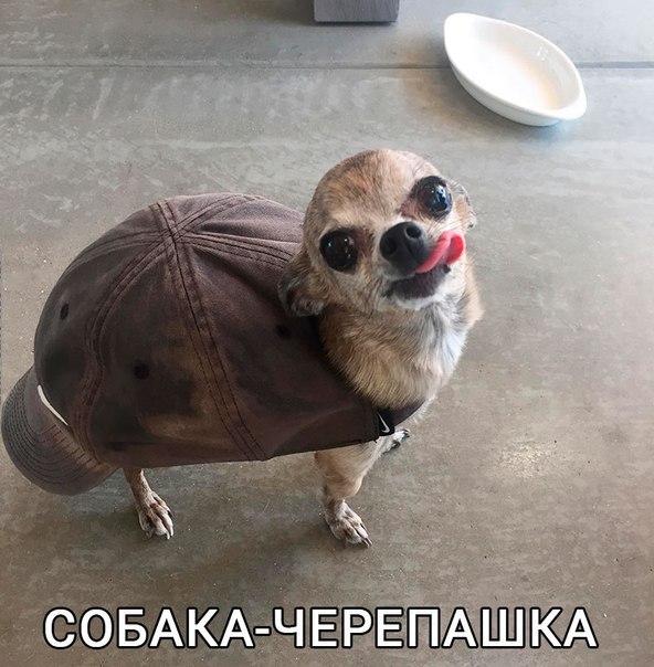 Ассорти картинок из сети