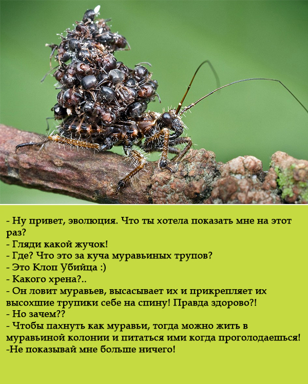 Как устроен муравейник
