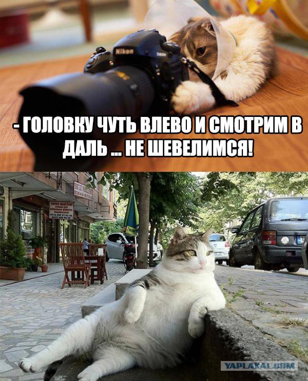 На выставку редких кошек привезли "американца" с завернутыми назад ушами