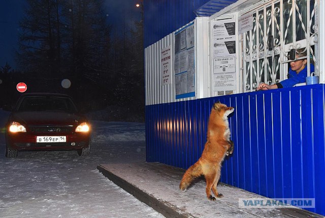 Известный в Якутии лис-попрошайка разошелся по полной