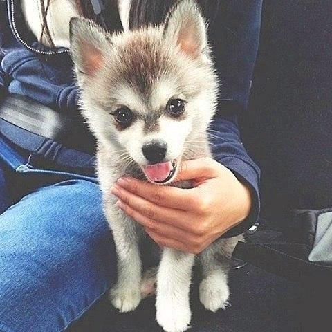Самые смешные животные