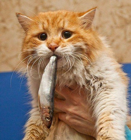 Коты и Кошки