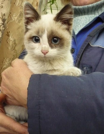 Коты и Кошки