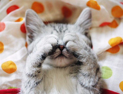 Коты и Кошки