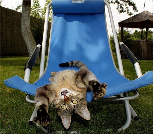 Коты и Кошки