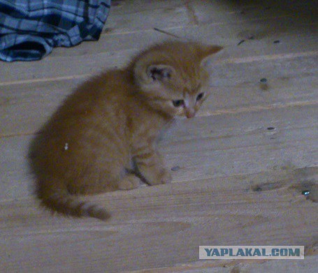 На бордюре тихо сидел котёнок и даже не мяукал.