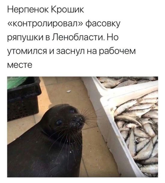 Подборка забавных животных