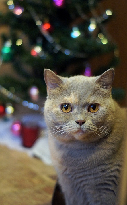 Котовторник 12.12.2017
