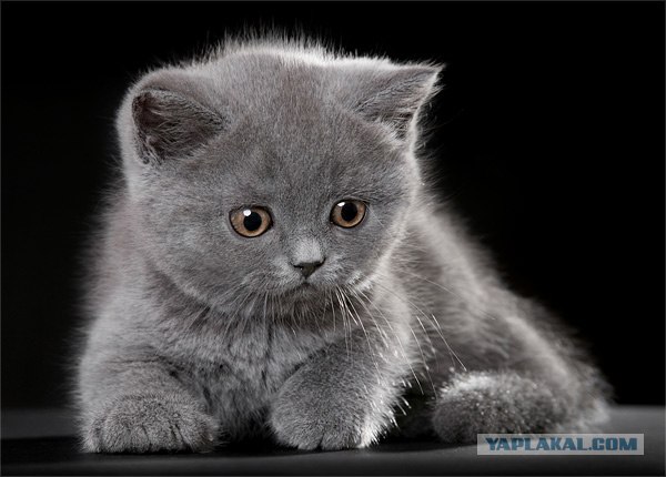 Даёшь Котовторник на ЯПе! (29.07.08)