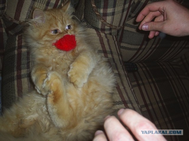 Котовторнику Да (09.12.08)
