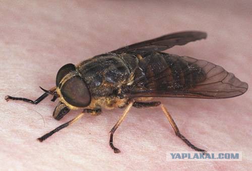 Командировка. В леса