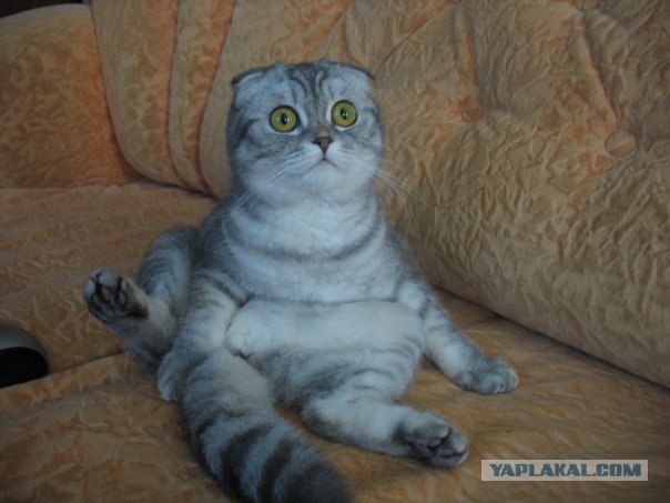 Котовторник на 07.07.2009