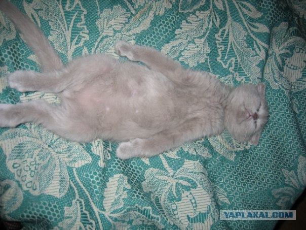 Сонное царство