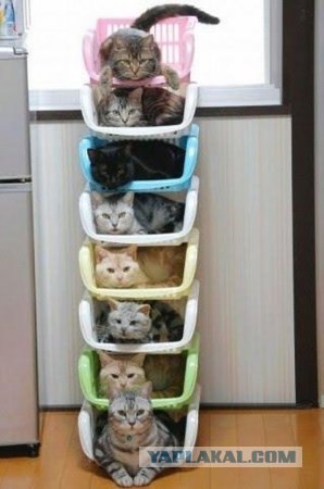 It's Catursday Fever! (Котовторник)