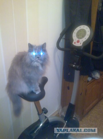 Котовторник! 08.11.11