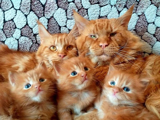 Прикольных котов пост