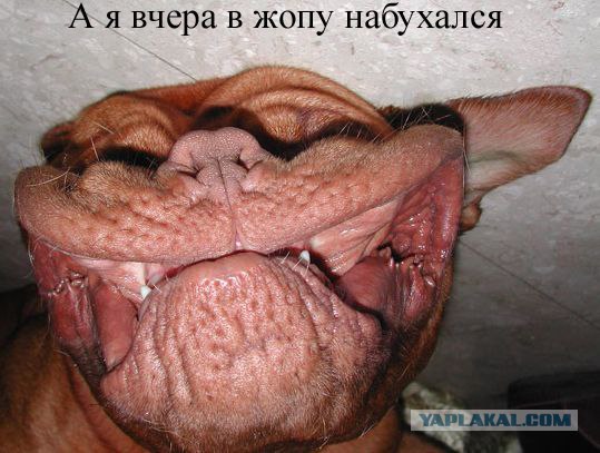 Простое человеческое счастье в картинках