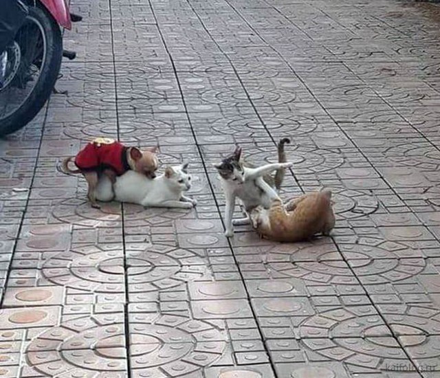 Котомемы