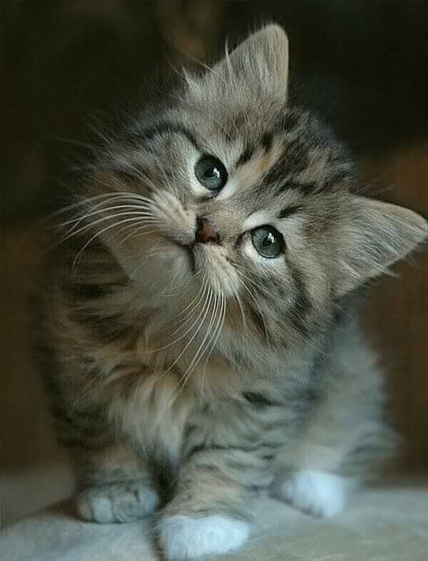 Котовторник же!