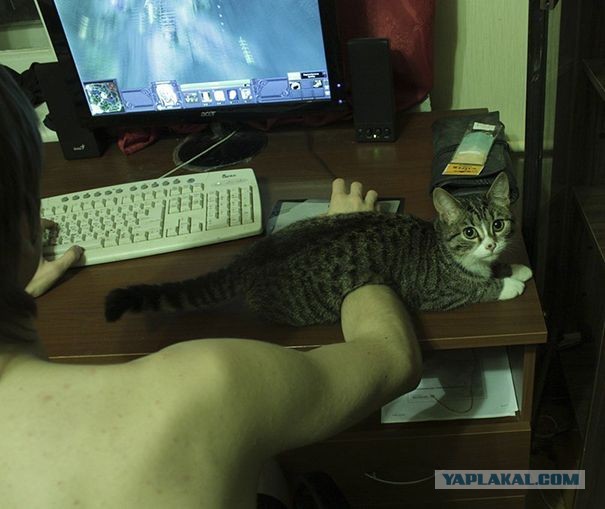 Коты, которые чихать хотели на ваше личное пространство