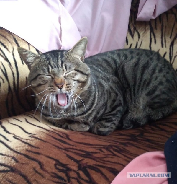 Котовторник