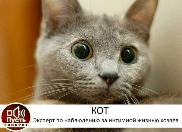 Картинки и мемы из Сети 24.07.22