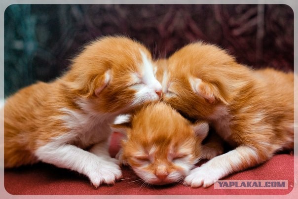 Котовторник 16.04.2013