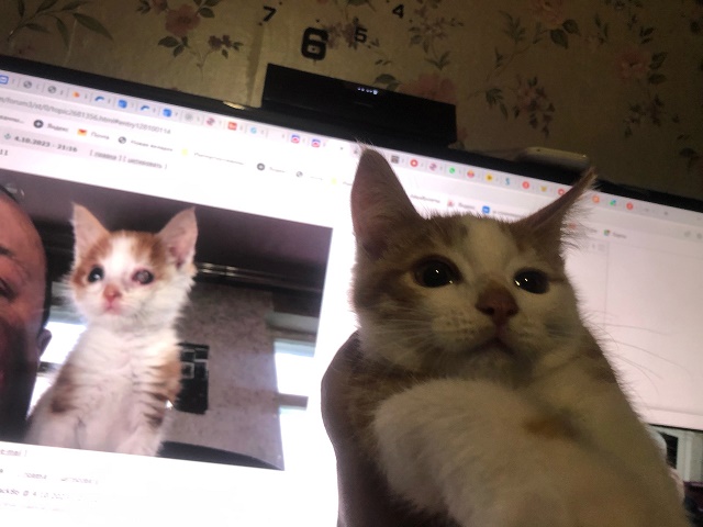 Опоздал к котовторнику, но все же...