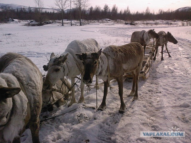 Как я оленя покупал